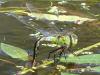 Anax imperator
